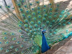 -长白岛森林公园