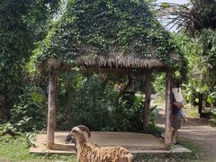 -海南热带野生动植物园