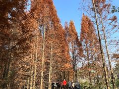 -桤木河湿地公园