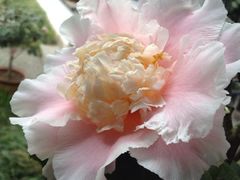 iphone_upload_pic-常熟方塔园