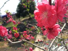 -广东花都香草世界旅游度假区