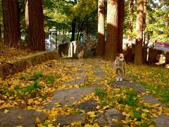 -阳台山自然风景区