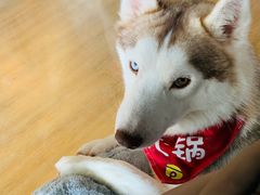 -Husky Go! 哈士奇体验馆·宠物咖啡厅狗咖