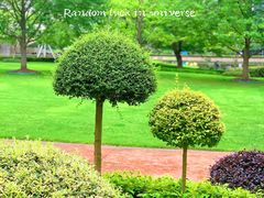 -陆家嘴中心绿地