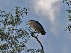 -上海市民办金苹果学校