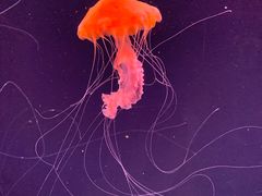 -珠海长隆海洋王国