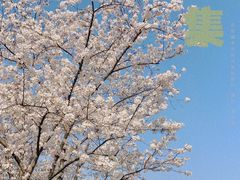 -顾村公园