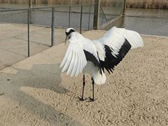 -盐城丹顶鹤湿地生态旅游区
