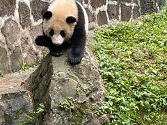 -都江堰中华大熊猫苑