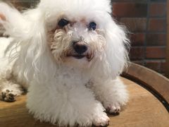 -more than meow吴止猫主题餐厅(承德 中船汇店)