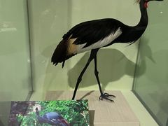 -盐城丹顶鹤湿地生态旅游区