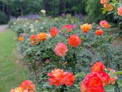 -上海共青森林公园