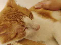 -Let's go狗咖·猫咖·奶狗·桌游(春熙路IFS店)
