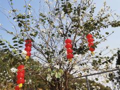 -阳台山森林公园
