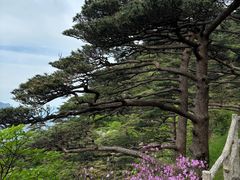 -黄山风景区