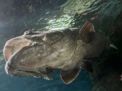 -上海海洋水族馆