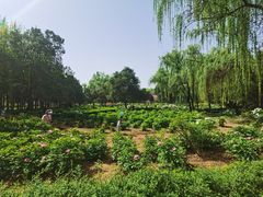-洛阳市隋唐城遗址植物园