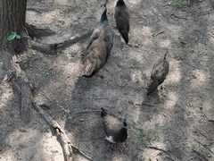 -北京麋鹿生态实验中心