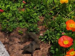 -MAP CHA普洱茶馆(翠湖店)