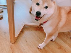 -柴犬小屋·柴餐厅·狗咖食堂(金鼎广场店)