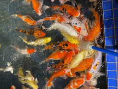 -昆明大悦城未来动物城(螺蛳湾中心店)