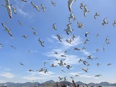 -海驴岛(荣成市)