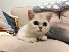 -东方名猫馆·英短金渐层布偶猫舍(环线广场1号楼店)