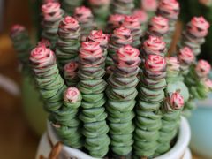 -溪岸路花鸟市场