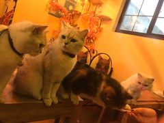 -李小姐の猫咖啡馆(五角场店)