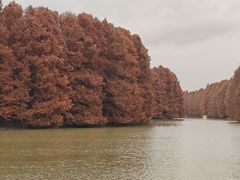 -上海海湾国家森林公园