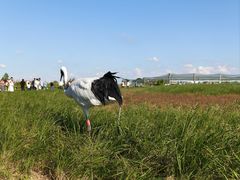 -盐城丹顶鹤湿地生态旅游区