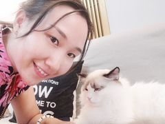 -猫十亿·布偶金渐层·曼基康矮脚猫舍(青年路店)