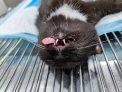 -荔康动物医院(康王北路店)