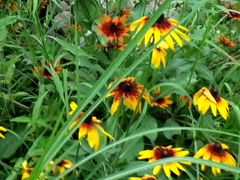 -武清南湖绿博园