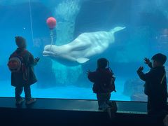 -海合安武汉极地海洋公园