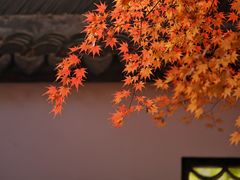 -上海醉白池公园