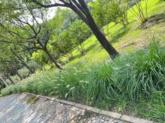 -泰丰公园