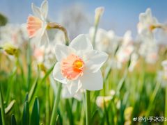 -杭州湾海上花田景区