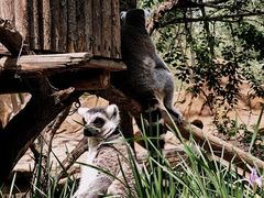 -北京野生动物园