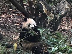 景点-成都大熊猫繁育研究基地