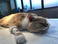 -安安宠医·安宠宠物医院