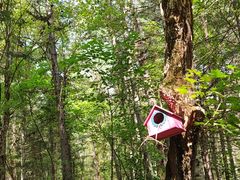 -五营红松林海景区