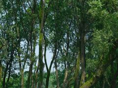 -西湖风景区-江洋畈生态公园