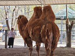 -长白岛森林公园