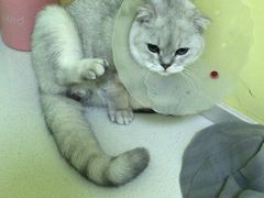 -瑞鹏宠物医院·爱宠堂·骨外专科(西荷分院)