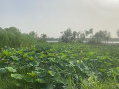 -绿堤公园