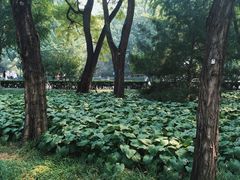 -玲珑塔公园