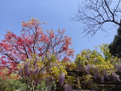 -龙华寺