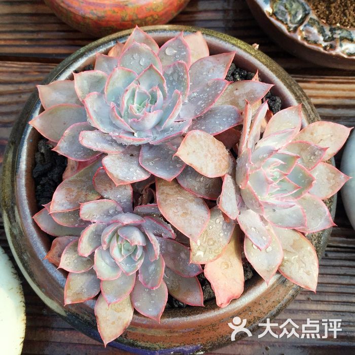 景天韵多肉园艺馆图片 - 第64张
