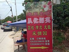 -从化深英荔枝黄皮龙眼采摘园